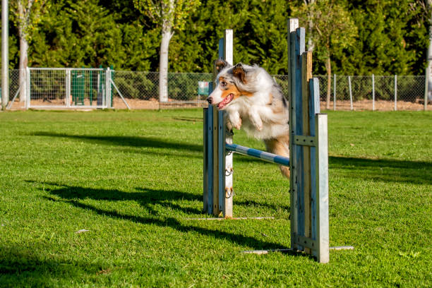 istock Australian Sheperd jumping in agility field 1289428627