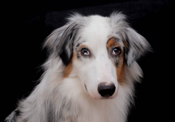 istock Blue merle australian shepherd portrait 1289428630