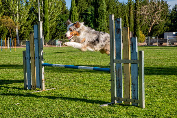 istock Australian Sheperd jumping in agility field 1289428632