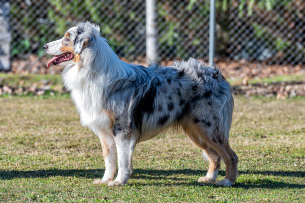 istock Blue merle australian shepherd with green grass 1289428640