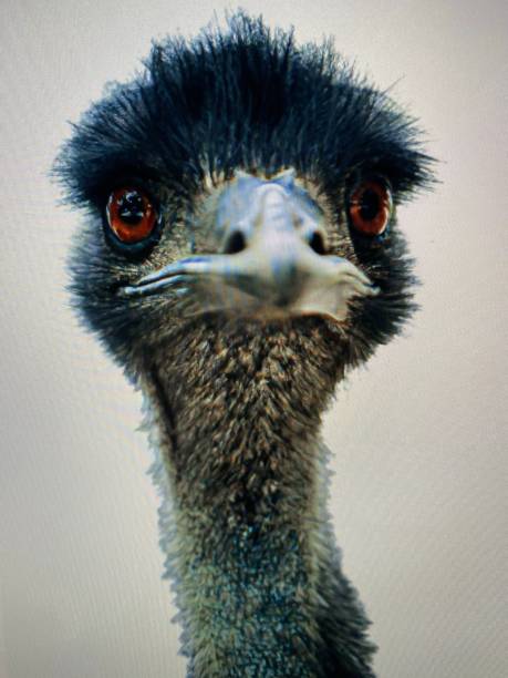 verticale d’autruche - young bird beak feather ostrich photos et images de collection