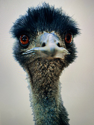 Ostrich close up headshot