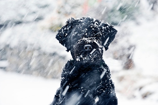 Black dog in the snow