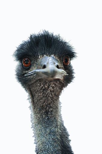 Cut out on white background ostrich