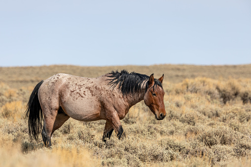 a wild horse stallion in sagebrush in the red desert of Wyoming in fall