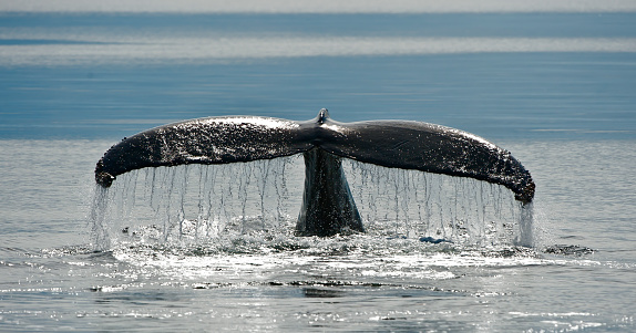 Humpback whale fluke in Frederick Sound in South East Alaska. Megaptera novaeangliae.