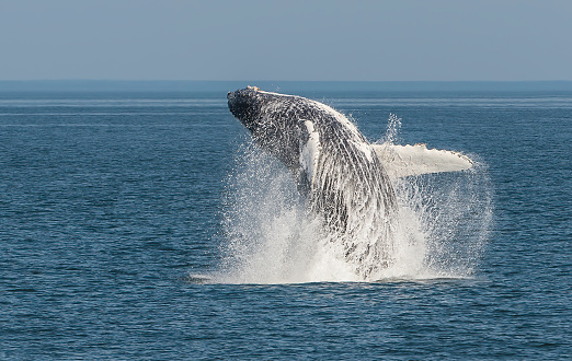 Breaching Humpback whale in Frederick Sound in South East Alaska. Megaptera novaeangliae.