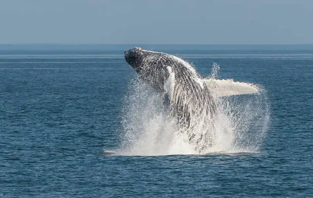 Photo of Breaching Humpback whale in Frederick Sound in South East Alaska. Megaptera novaeangliae.