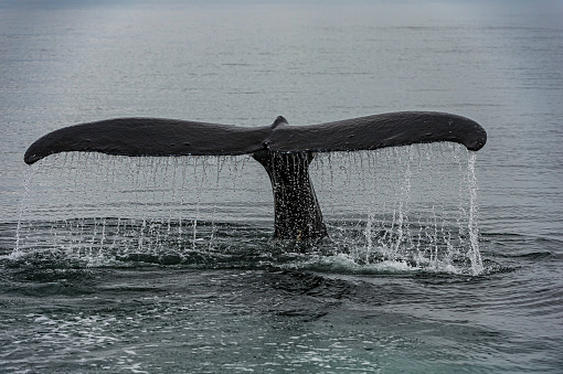 Humpback whale fluke in Frederick Sound in South East Alaska. Megaptera novaeangliae.