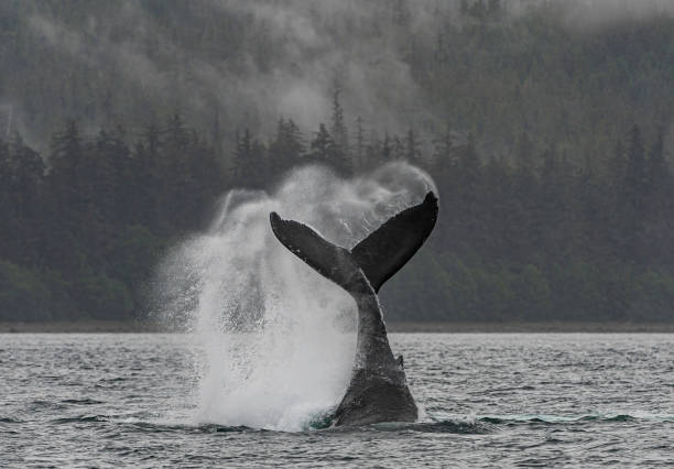 Tail or Fluke lobbing Humpback whale in Frederick Sound in South East Alaska. Megaptera novaeangliae. Tail or Fluke lobbing Humpback whale in Frederick Sound in South East Alaska. Megaptera novaeangliae. tail fin photos stock pictures, royalty-free photos & images