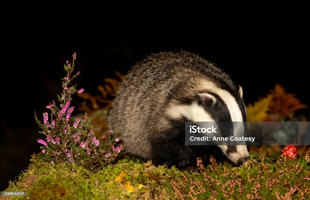 Badger, Scientific name: Meles Meles.  Close up of a wild, adult badger foraging in Autumn with red Fly Agaric mushroom and purple heather.  Facing right.  Night time. Badger, Scientific name: Meles Meles.  Close up of a wild, adult badger foraging in Autumn with red Fly Agaric mushroom and purple heather.  Facing right.  Night time.  Horizontal.  Space for copy. Badger Stock Photo