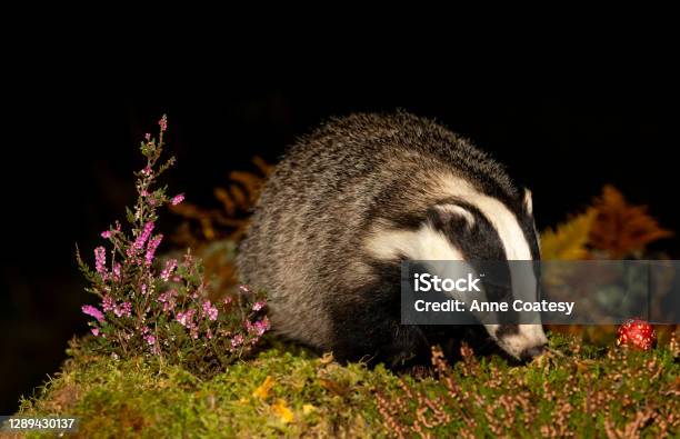 Badger Scientific Name Meles Meles Close Up Of A Wild Adult Badger Foraging In Autumn With Red Fly Agaric Mushroom And Purple Heather Facing Right Night Time Stock Photo - Download Image Now