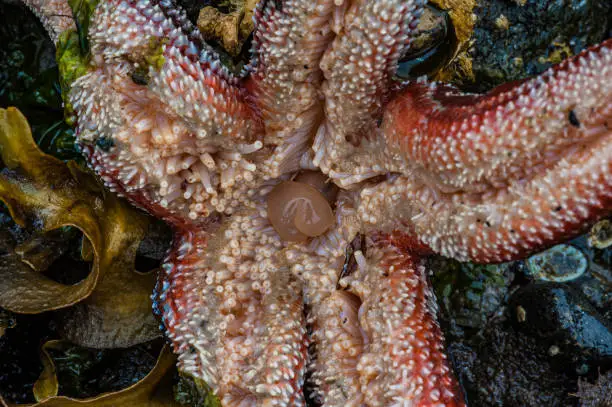 Mottled star, Evasterias troschelii, Brother Island, Alaska. Oral side showing stomach and tube feet. The Brothers Island in Frederick Sound, Alaska. Ambulacral groove.