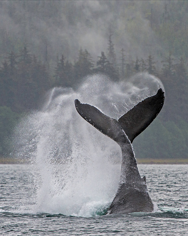 Tail or Fluke lobbing Humpback whale in Frederick Sound in South East Alaska. Megaptera novaeangliae.