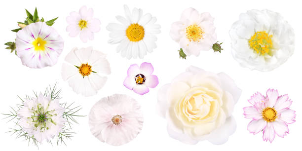 gruppo di diversi fiori da giardino bianco, isolati - poppy pink close up cut flowers foto e immagini stock