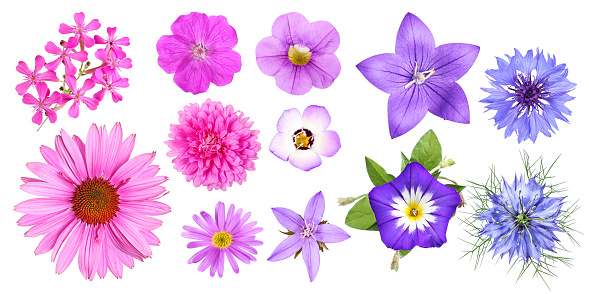 Selection of a photo series with color-assorted garden flowers seen from above, isolated.