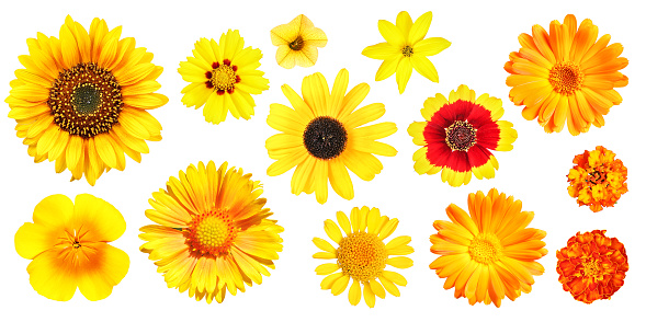 Selection of a photo series with color-assorted garden flowers seen from above, isolated.