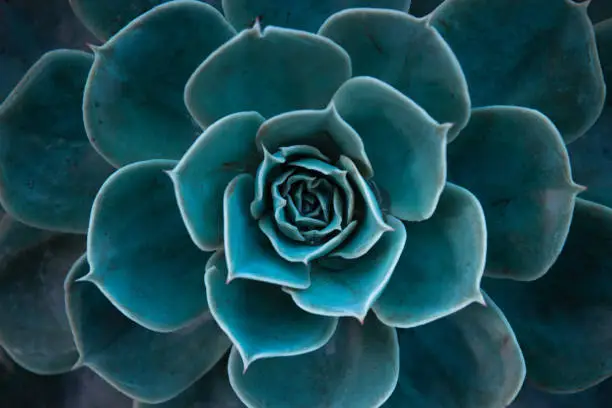 Photo of Close up of a teal cactus. Teal cactus leaves