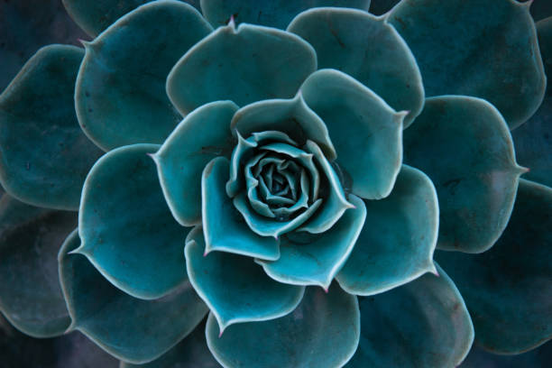 zbliżenie turkusowego kaktusa. teal kaktus liści - variegated close up textured sharp zdjęcia i obrazy z banku zdjęć