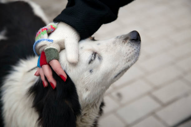Female hand with fingerless woolen gloves stroking dog's head stock photo