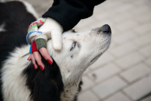 female hand with fingerless woolen gloves stroking dog's head - glove winter wool touching imagens e fotografias de stock