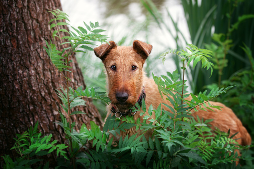 Portrait of a red dog on a background of green grass and a lake. Irish terrier