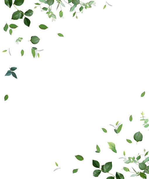 ilustraciones, imágenes clip art, dibujos animados e iconos de stock de marco vectorial minimalista herbario. plantas pintadas a mano, ramas, hojas - hojas volar eps
