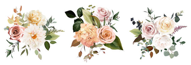 ржавый оранжевый и румяна розовая антикварная роза, бежевые и бледные цветы, сливочные георгины, пион - sepia toned rose pink flower stock illustrations