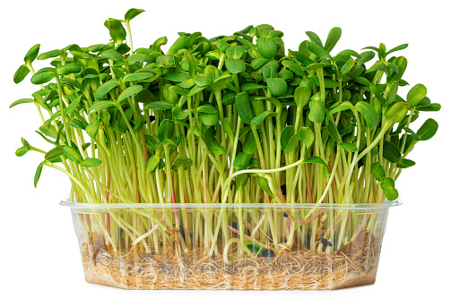 Micro green sprouts of borago or cucumber grass isolated on white background