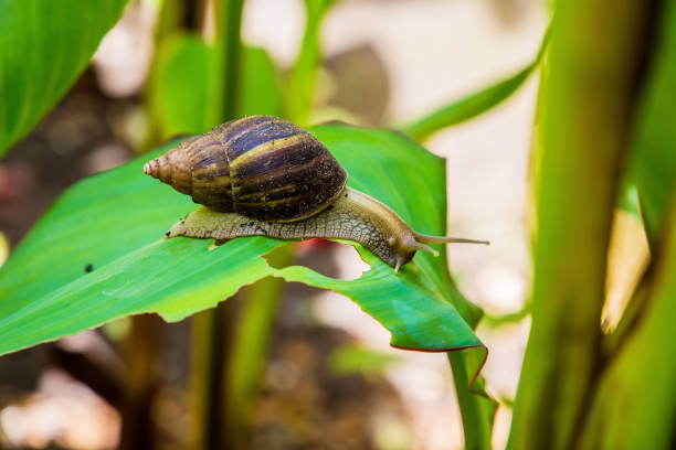 Achatina snail in a natural wild African environment crawing on a large green leaf on a sunny day in the shade Achatina snail in a natural wild African environment crawing on a large green leaf on a sunny day in the shade conch shell photos stock pictures, royalty-free photos & images