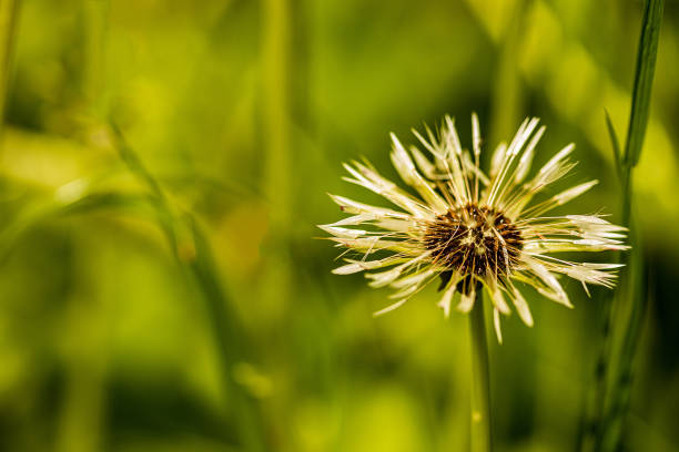 istock raindrops dew on a flowered white dandelion on a light green gentle background. close up, macro 1289439527