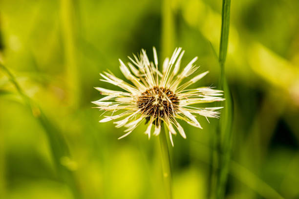 istock raindrops dew on a flowered white dandelion on a light green gentle background. close up, macro 1289439528