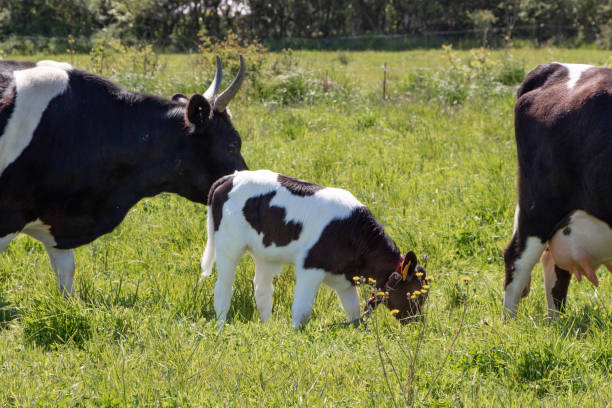 istock Breton Pie Noire calf and cows 1289439535