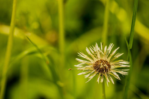 istock raindrops dew on a flowered white dandelion on a light green gentle background. close up, macro 1289439564