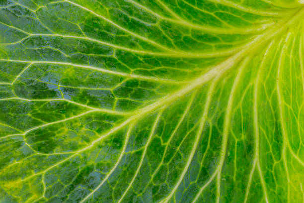 Green texture of cabbage leaf close up, full frame.