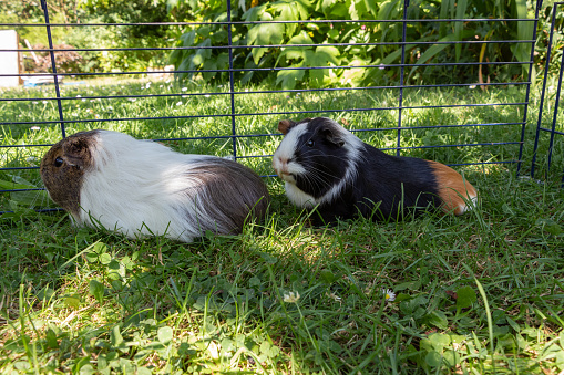 Guinea pigs in a wire fencing in a garden