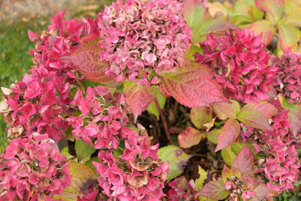 istock Blooming bush in autumn 1289440643