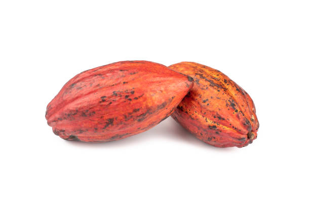 istock Red cocoa fruits isolated over white background 1289442086
