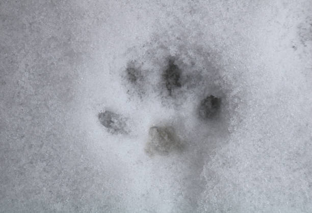 istock Animal footprint on snow 1289442238