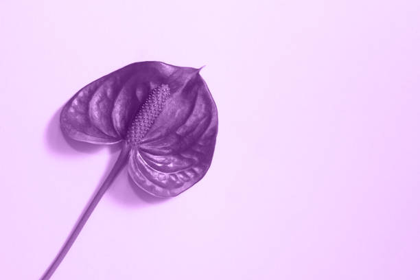 istock Anthurium red flower on the trendy purple background. 1289443944