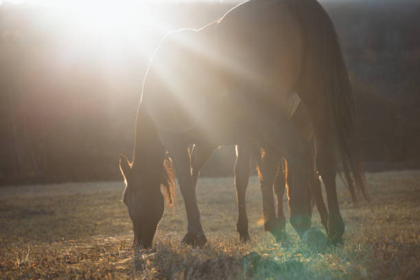 istock Horse on a meadow in the sun 1289444476