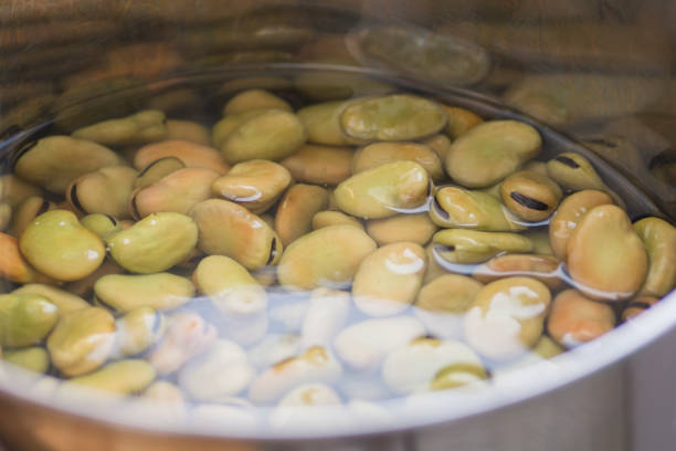 top view of dried broad beans (vicia faba) soaked in water in a pot, before cooking - fava bean bean seed imagens e fotografias de stock