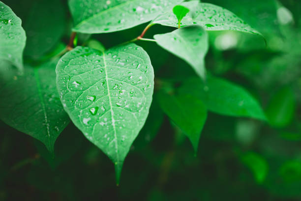 istock Wet plant leaves after rain 1289445082