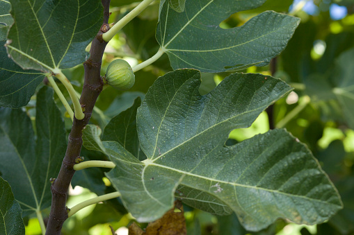 View of a Fig on the Branch.