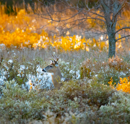 As dusk arrives, a young buck emerges from the natural camouflage in which he dwells.