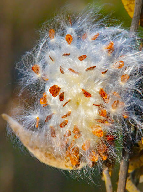 istock Milkweed seeds up close in Autumn sunlight 1289446820