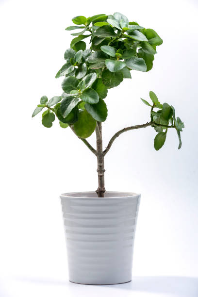 istock Green Kalanchoe blossfeldiana tree 1289447457