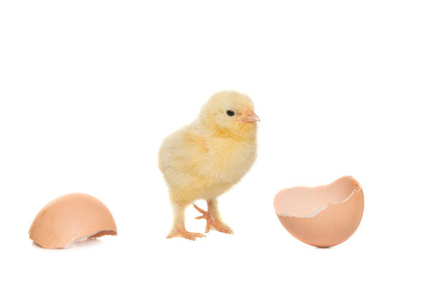 Cute yellow young chicken seen from the front between cracked empty eggshell isolated on a white background