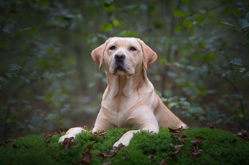 Sitting and Panting Chocolate labrador looking away, isolated on white