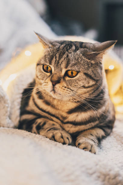 istock Funny kitten (Scottish Stright breed), laying on the white blanket with twinkles. 1289448872